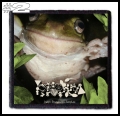 PHYLLOMEDUSA -- Patch (2).jpg