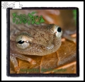PHYLLOMEDUSA -- Patch (4).jpg