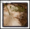 PHYLLOMEDUSA -- Patch (13).jpg
